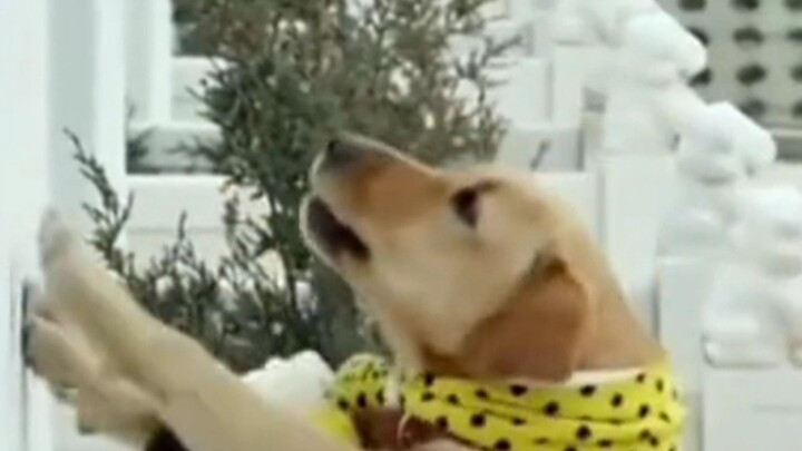 My divine dog Xiao Qi has turned into the aged divine dog Lao Qi.