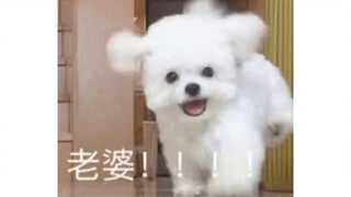 Coba saya lihat, siapa yang belum pakai stiker anjing kecil?