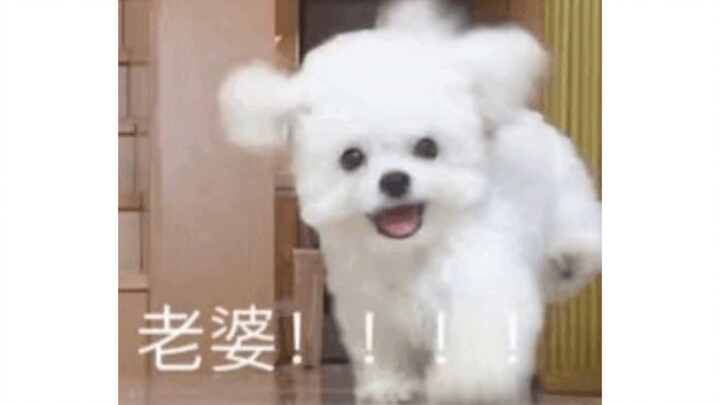 มาดูกันหน่อยว่ามีใครยังไม่ได้ใช้สติกเกอร์รูปน้องหมาบ้าง?