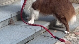 ربما هذا هو حب الأولاد لبعضهم البعض想Shark