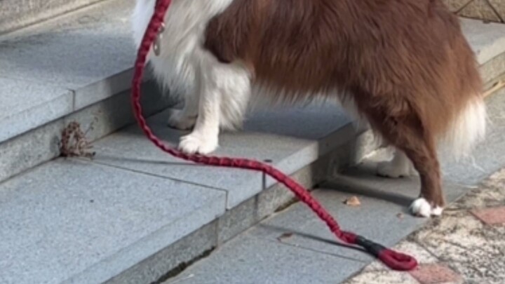 Maybe this is how boys fall in love—wanting to shark.