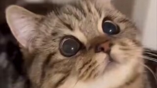 "Wow, fur can be waterproof too!"