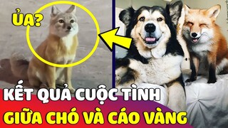 Khi mối tình vụng trộm giữa 'CHÚ CHÓ' và 'CÁO VÀNG' thì kết quả sẽ như thế nào 😅 | Gâu Đần