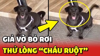 Phản ứng ĐÁNG YÊU của chú chó khi bà ngoại giả vờ BỎ RƠI 😂 | Yêu Lu