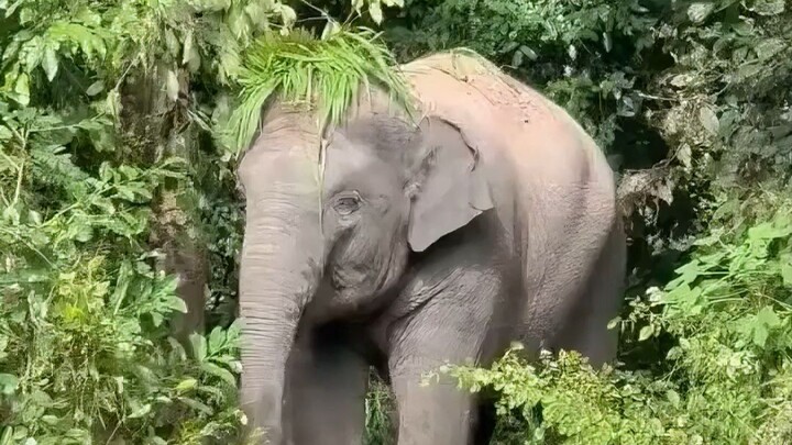 Bayi gajah seberat 300 kilogram, tapi tidak mengenali belalainya sendiri
