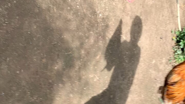 Pure Bulik AA ( Imortal bulik) vs Pure 5k Sweater (Red GF)