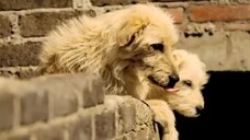 Wavin Flag Ost Piala dunia 2010