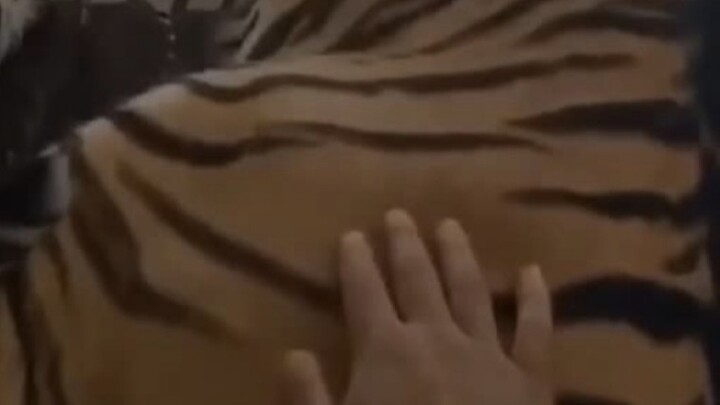 Patting the tiger cub on the back