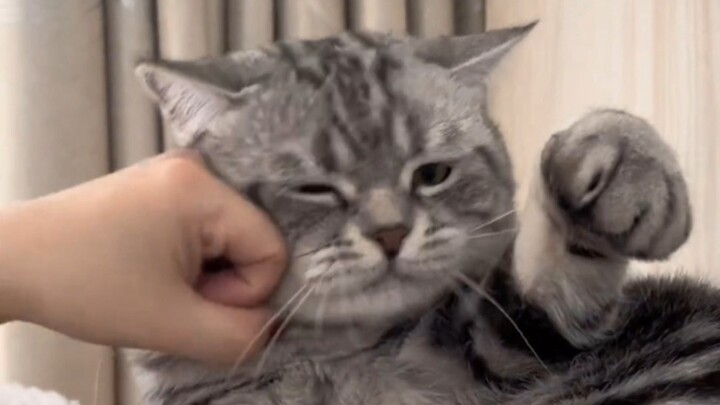 Cat: I'm really gonna kick your butt!
