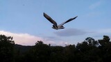 [BUATAN SENDIRI]Cara membuat pesawat kertas yang mirip dengan elang