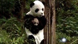 [Animals]Funny moments of men playing pandas|<Small Town>