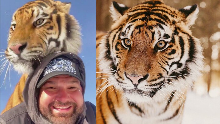 Big Tiger Sneaks Around: DNA’s Triggered!