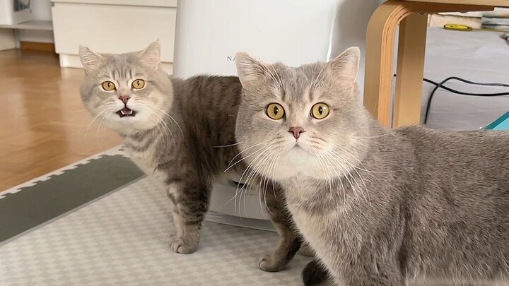 These two characters have already been written into their genes.