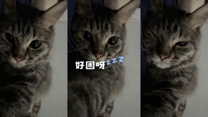 So sleepy, so sleepy 🥱