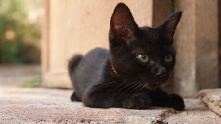 ดาวนี่🐈‍⬛⭐️