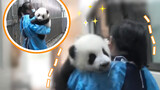 Mommy, where are you taking me to? Panda Xiaochuan