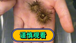 如果不是昆虫爱好者，请谨慎观看！特此提醒！！！