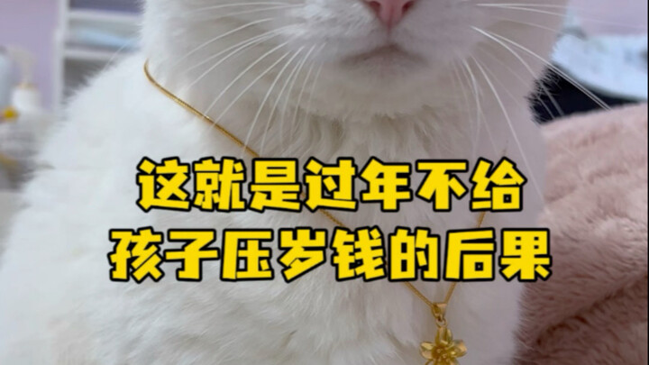 Tết không lì xì cho con, sáng nay nó tự đến đòi luôn. Mèo mướp đúng là khéo léo thật #TôiVàMèoCủaTôi