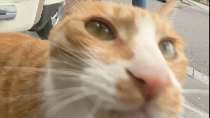 妹妹，我不是闲猫，我在忙你看不到吗