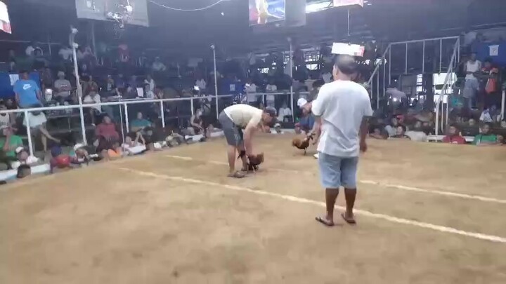 2 HITS CHAMPION M.KAHOY COCK PIT BLACKMANTRA 1ST FIGHT OCT.5,2025 094772445508 RUEL MENDOZA OWNER