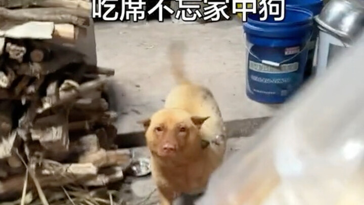 Makan kenduri tetap ingat anjing di rumah