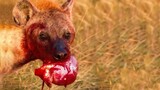 Unbelievable, Hyena Ate a Wildebeest Guts.