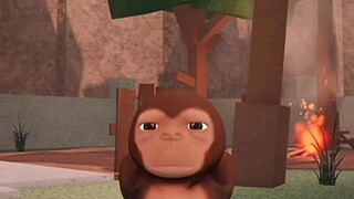 Monyet Lucu Lagi Nari