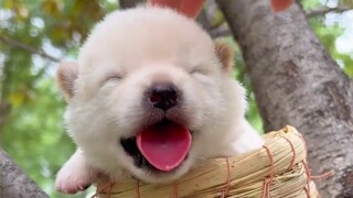 Saya nyatakan: Anjing kecil lokal adalah yang paling lucu dan menggemaskan.
