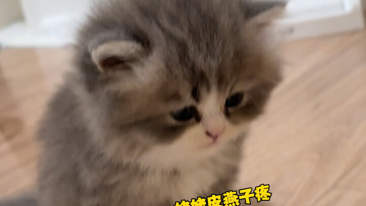 The little kitten looks so forlorn and even knows how to tattle!