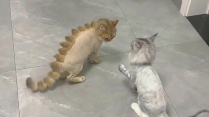 猫咪：变身棘背龙形态