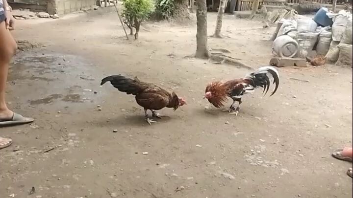 Kunti pang spar.