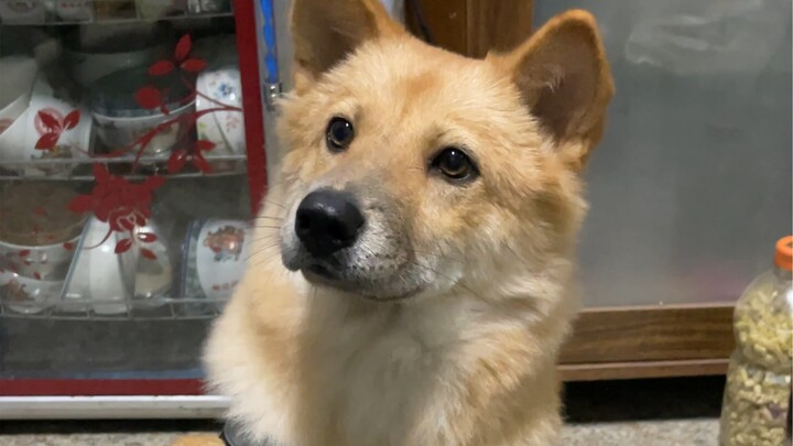 A dog scammed just to get a bite to eat