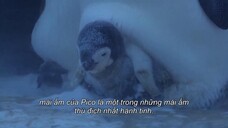 Động vật chào đời EP 7 [Sub Việt]