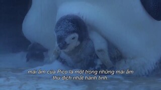 Động vật chào đời EP 7 [Sub Việt]