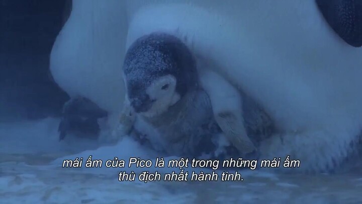Động vật chào đời EP 7 [Sub Việt]