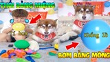 Thú Cưng Vlog | Ngáo Husky Troll Bố #6 | Chó thông minh vui nhộn | Smart dog funny pets