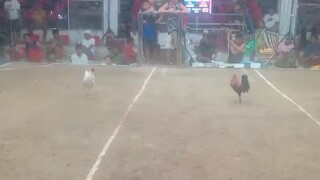 Pure Butcher | 2 Hits Ulutan sa Mangaldan | Second Fight (Win)