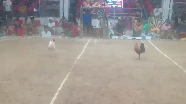 Pure Butcher | 2 Hits Ulutan sa Mangaldan | Second Fight (Win)