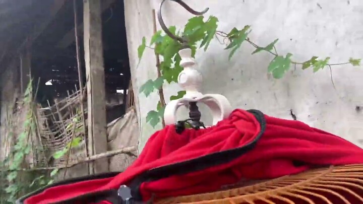 Ciri murai batu hampir siap dilombakan ! Perawatan lanjutan setelah mabung