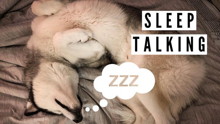 Dog Sleep Talking (HILARIOUS)