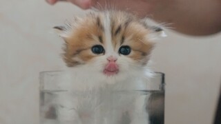 The kitten took its first bath and drank its own bath water