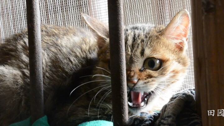 It turns out even the fiercest cat can’t escape the “it’s actually delicious” rule—after all, everyo
