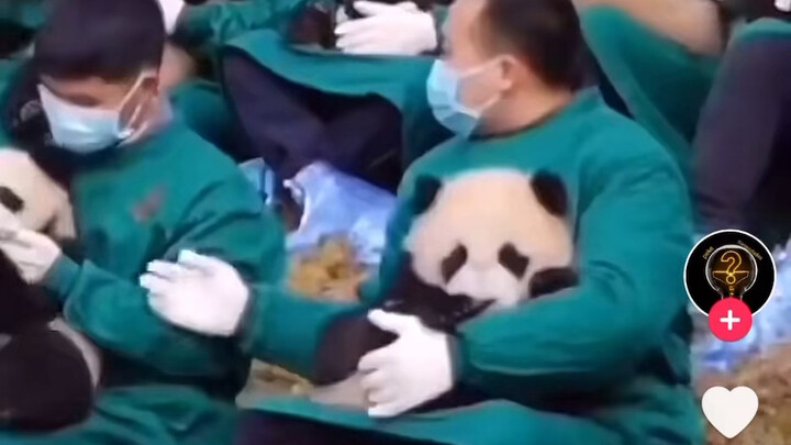 A panda sleeping video with over 1 million likes on TikTok