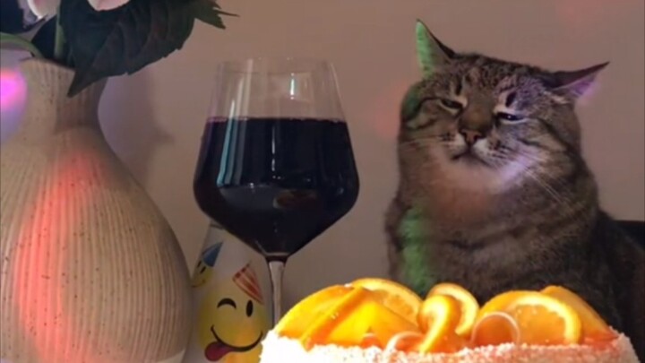 Little kitties don’t have to go to work—what could possibly bother them?
