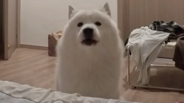 A Samoyed has grown by the bedside.