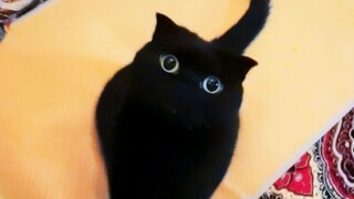 It seems my cat-hunting career is coming to an end!