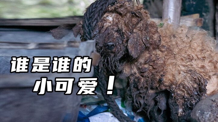 【เหลาเฟิงหยาง】ใครคือเจ้าตัวน้อยที่น่ารักของใคร?