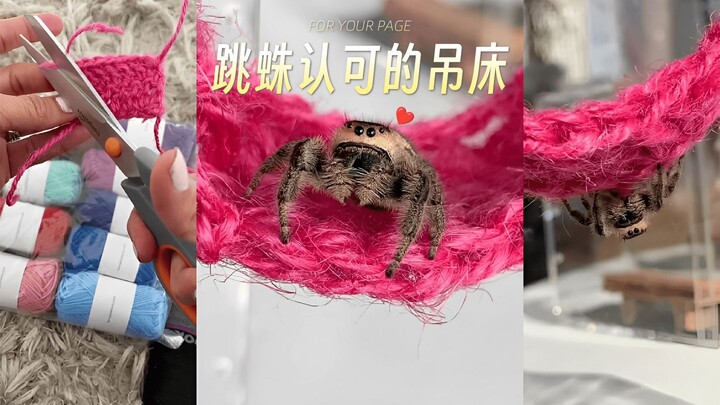 عنكبوت القفز الصغير الذي أفسده صاحبه 🕷️