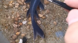 Vẽ một con cá