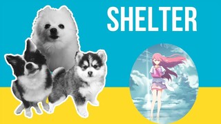 Shelter but Dogs Sung It (Doggos and Gabe)